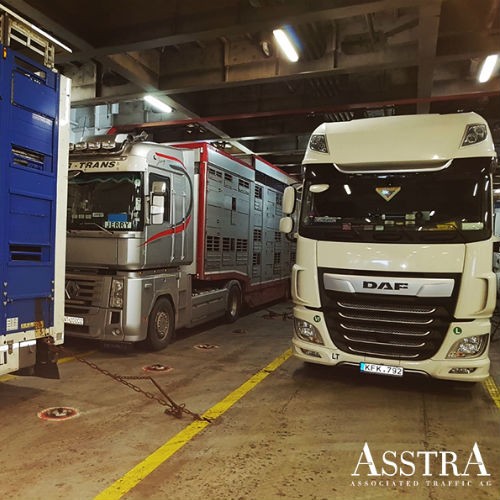 Die AsstrA-Associated Traffic AG hat eine Charge von Bullen und Färsen-6